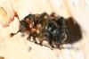 Nicrophorus sp.